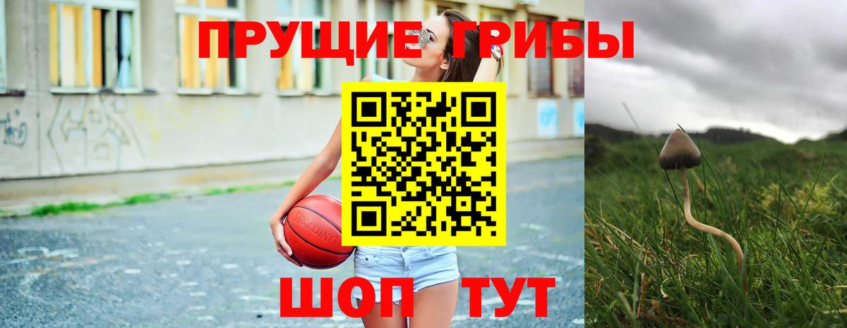 Галлюциногенные грибы Psilocybe Киселёвск